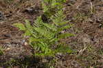 Bracken fern